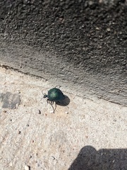 Cysteodemus wislizeni