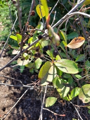 Crataegus crus-galli