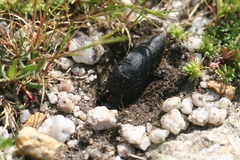 Physomeloe corallifer