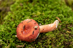 Russula peckii