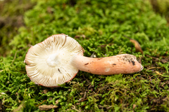 Russula peckii