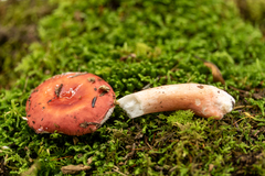 Russula peckii
