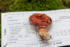 Russula peckii