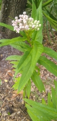 Asclepias incarnata