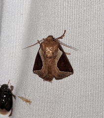 Prolimacodes badia