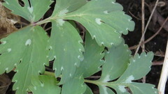 Hydrophyllum virginianum