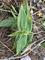 Dichanthelium commutatum