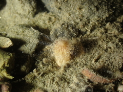 Scolanthus callimorphus