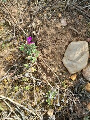 Drosanthemum hispidum
