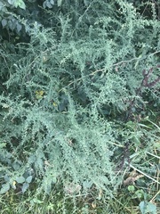 Artemisia annua