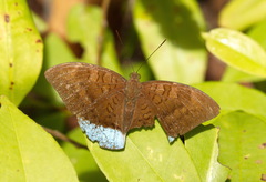 Tanaecia julii
