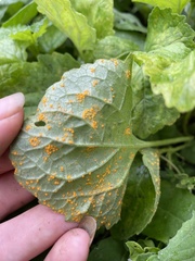Coleosporium