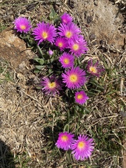 Delosperma carolinense