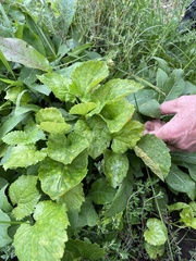 Coleosporium
