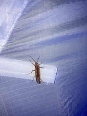 Limnephilus rhombicus