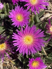 Delosperma carolinense