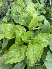 Coleosporium