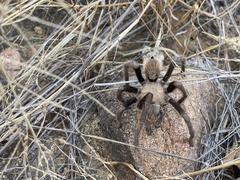 Aphonopelma chalcodes