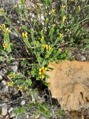 Oedera squarrosa