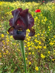 Iris atropurpurea
