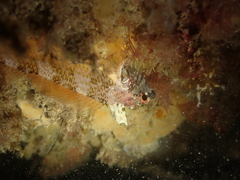 Tripterygion delaisi