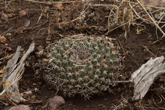 Mammillaria meiacantha