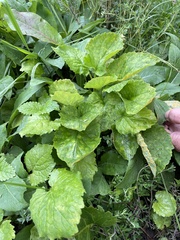 Coleosporium
