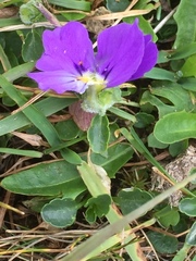 Viola calcarata