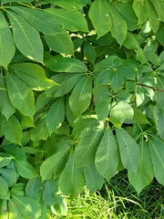 Aesculus parviflora