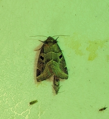 Plagiomimicus pityochromus