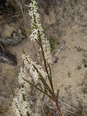 Struthiola dodecandra