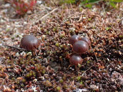 Deconica