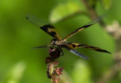 Rhyothemis variegata
