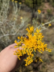 Halictus tripartitus