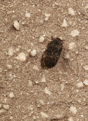 Cryptocephalinae
