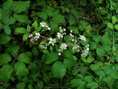 Rubus ulmifolius
