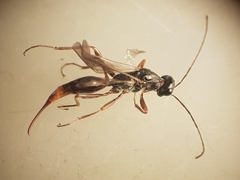 Proctotrupidae