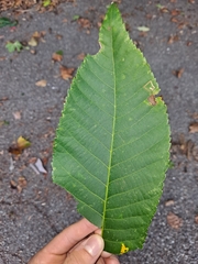 Aesculus pavia