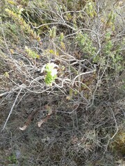 Struthiola argentea