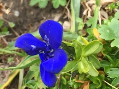 Gentiana bavarica