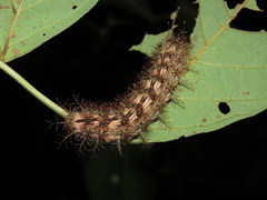 Saturniidae