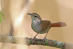 Sinaloa Wren photo 2