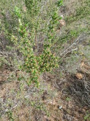Cliffortia ruscifolia