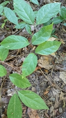 Calycanthus floridus