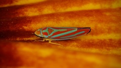 Graphocephala coccinea