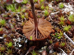 Deconica