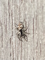 Salticus scenicus