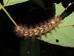 Saturniidae