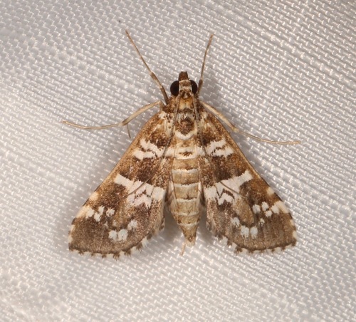 Samea druchachalis photo 3