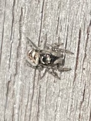 Salticus scenicus